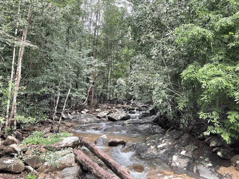 Hutan Gunung Langkawi