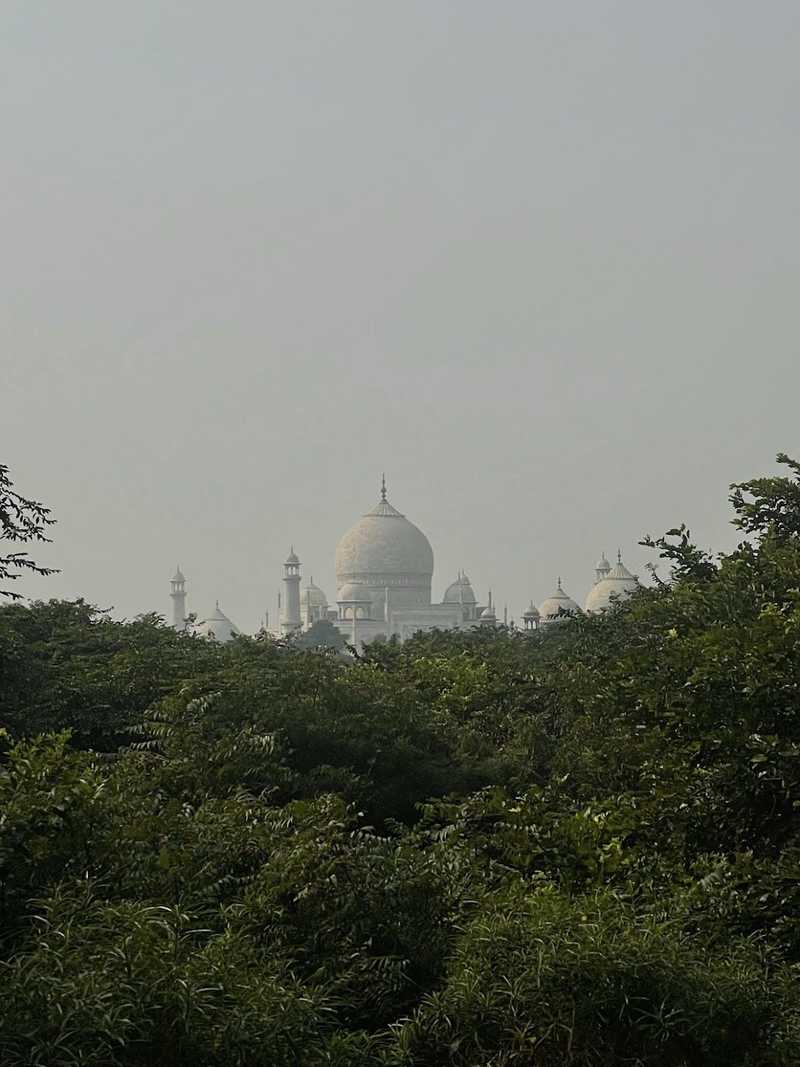 Taj Mahal Pohon