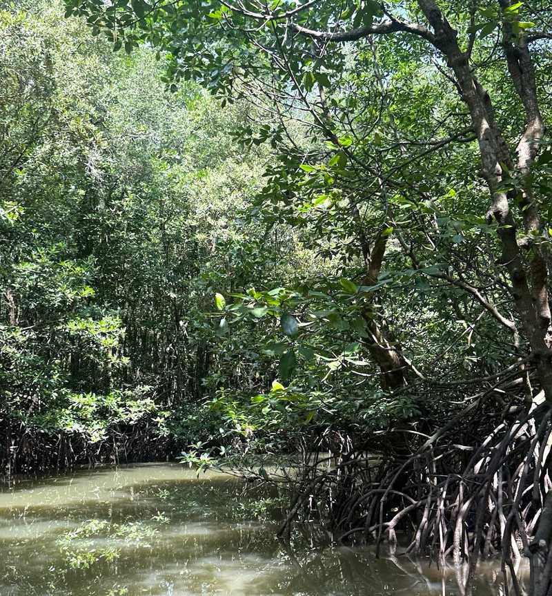 Mangrove